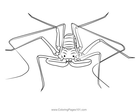 Scorpion Spider Coloring Page | Spider coloring page, Coloring pages ...