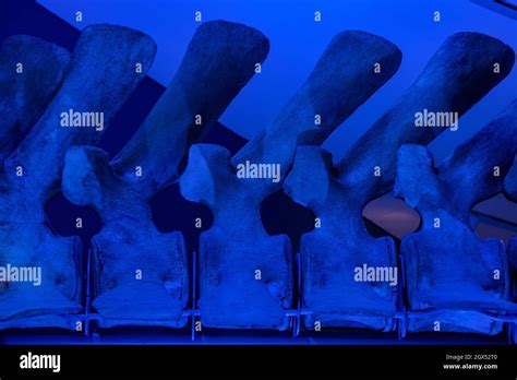 Whale Vertebrae Whale Bone Hi Res Stock Photography And Images Alamy