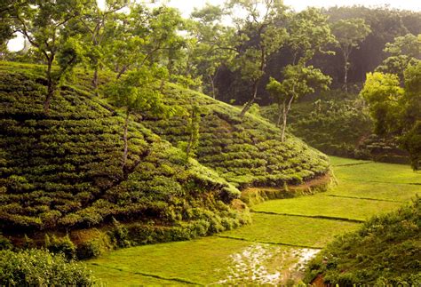 Your Guide to Exploring the Tea Gardens of Srimangal