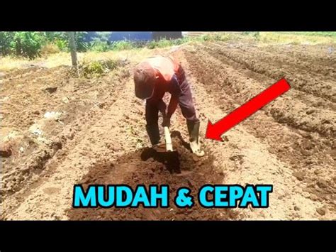 Cara Membuat Bedengan Dengan Cangkul Mudah Dan Cepat YouTube