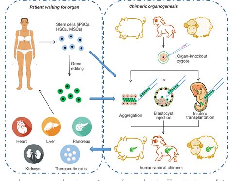 Figure 1 from Human-animal chimeras for autologous organ transplantation: technological advances ...