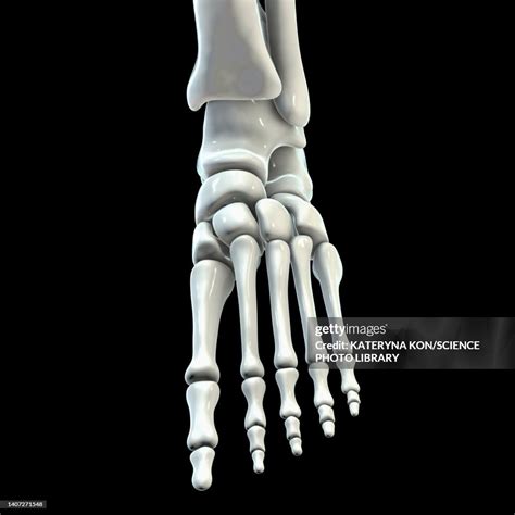 Human Foot Anatomy Illustration High Res Vector Graphic Getty Images