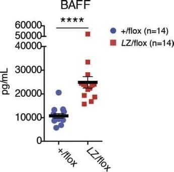 Mouse Baff Blys Tnfsf B Elisa Quantikine Mblys R D Systems