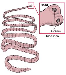 Tapeworm Drawing at GetDrawings | Free download