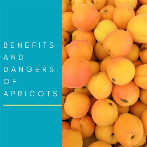 Apricot Fruits And Kernels Potential Benefits And Dangers Delishably