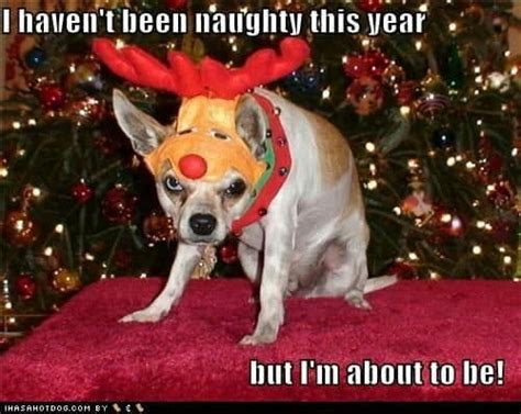 30+ Best Angry Dog Memes