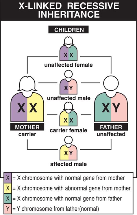 Inheritance - GENES & GENETICS