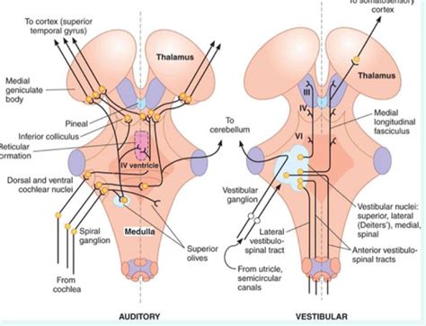 Physiology Of Hearing Flashcards Quizlet