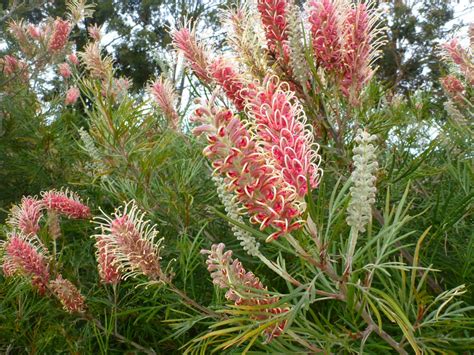 Grevillea ‘majestic Gardening With Angus