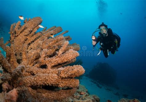 Exploring The Coral Reefs Of Bonaire In The Dutch Caribbean Stock Image