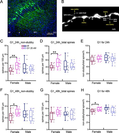 Sex Specific Regulation Of Spine Density And Synaptic Proteins By G