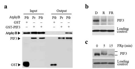 Light Dependent Regulation Of Pif3 Phytochrome Interacting Factor 3