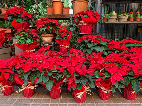 Poinsettia In A Pot Red Poinsettia Flowers On A Christmas Market Stock