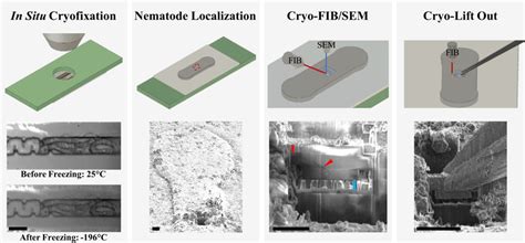 Bridging In Situ Microfluidic Cryofixation And Cryo ET In