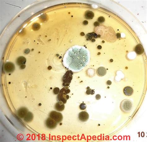 Top 93 Pictures Petri Dish Mold Identification Photos Superb