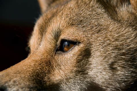 Kiba The Shiba Inu Eye Portraits Of Kiba My Shiba Inu Flickr