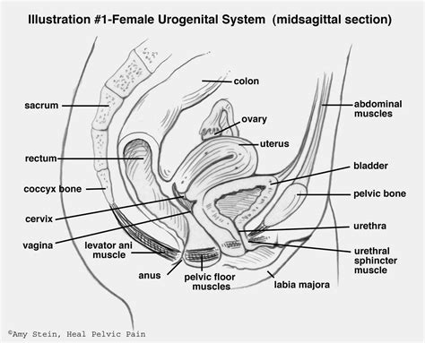 Pelvic Floor Muscles All You Need To Know Perfect Pelvic Floor