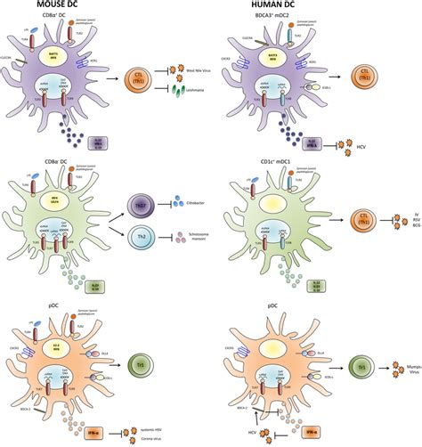 Properties And Functions Of Human And Mouse Dc Subsets Human And Mouse