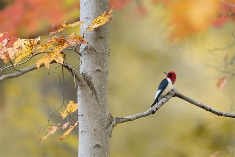 Red Headed Woodpecker Ohio Matthew Studebaker Flickr