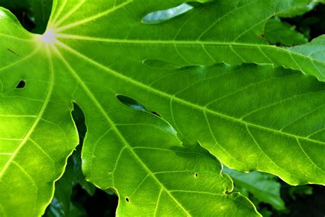 Bildet Tre Natur Skog Gren Anlegg Sollys Blad Blomst Milj