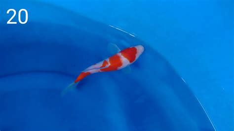 Japan Koi Fish Tosai Ikan Koi Import Kohaku Isa Koi Farm Youtube