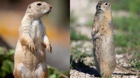 Gopher Vs Prairie Dog: Side By Side Comparison With Pictures