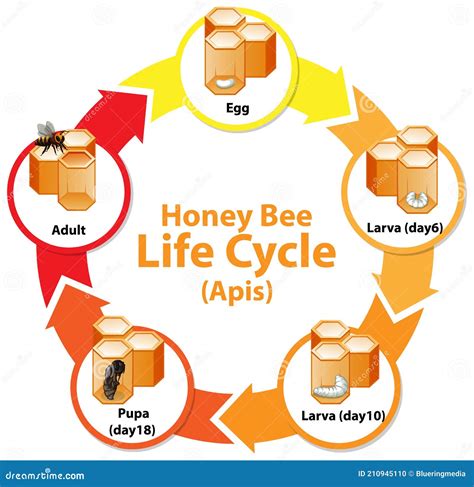 Diagramm Das Lebenszyklus Der Honigbiene Zeigt Vektor Abbildung Illustration Von Insekte