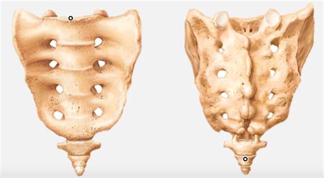 Bony Landmarks Of Sacrum Diagram Quizlet