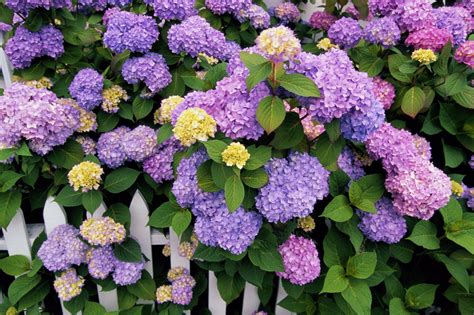 How Plant Grow And Prune Hydrangeas