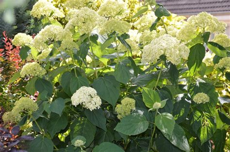 Hortensia Hydrangea Arborescens Sheep Cloud