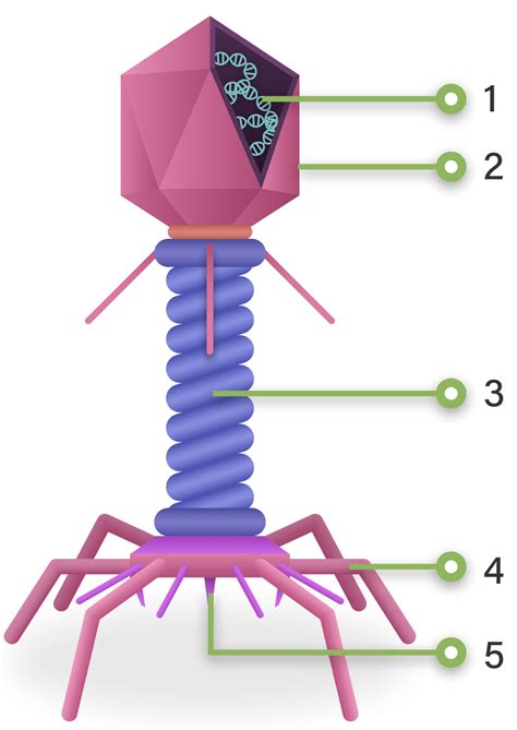 Perhatikan Gambar Berikut Bagian Virus Y