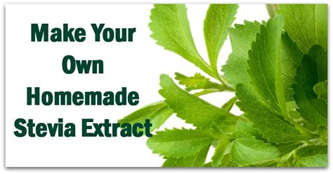 Make Your Own Homemade Stevia Extract Natural Holistic Life