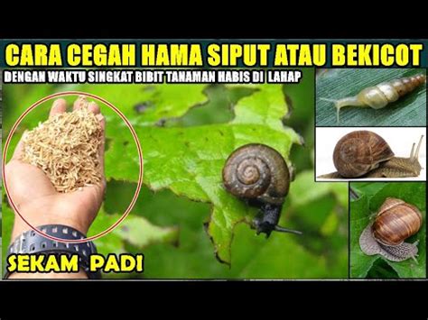 Cara Mudah Cegah Hama Siput Atau Bekicot Pada Tanaman YouTube