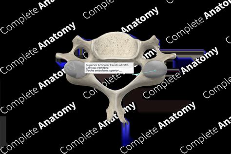 Superior Articular Facets Of Fifth Cervical Vertebra Complete Anatomy