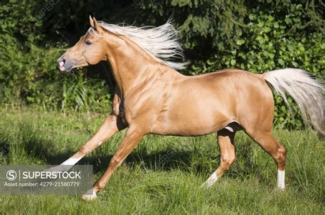 Palomino Arabian Horse