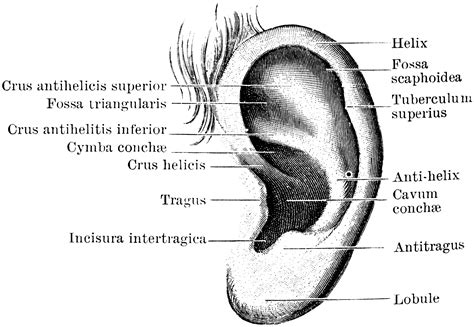 Muscles Of The Pinna Clipart Etc Images And Photos Finder