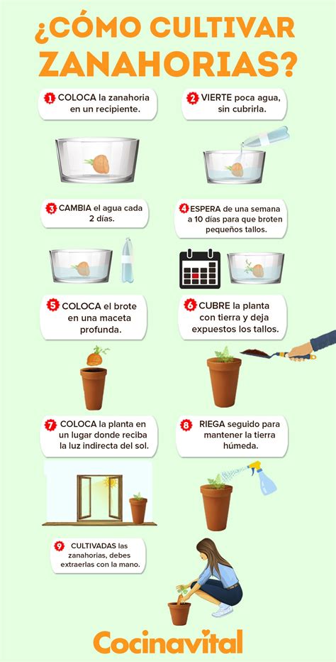 Cómo Cultivar Zanahorias En Casa Y En Macetas Cocina Vital ¿qué