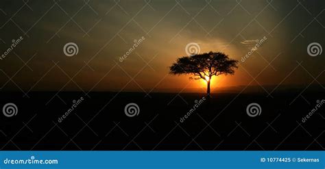 Acacia Tree Silhouette Royalty-Free Stock Photo | CartoonDealer.com ...