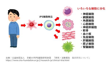 山中伸弥教授が作製したips細胞とは？山中教授が発信している新型コロナウイルスの情報について理系院卒ライターが5分でわかりやすく解説