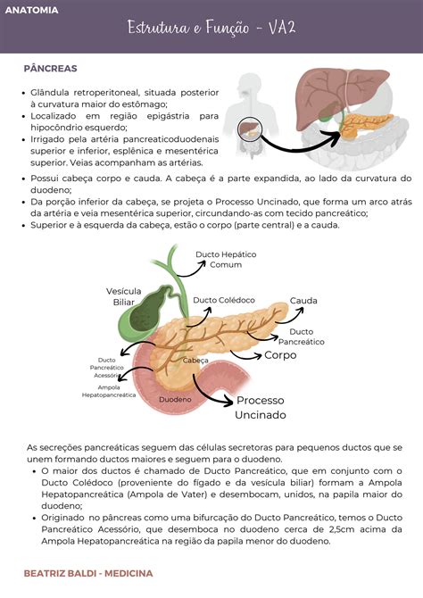 Solution Resumo P Ncreas Anatomia Histologia E Fisiologia Ex Crina