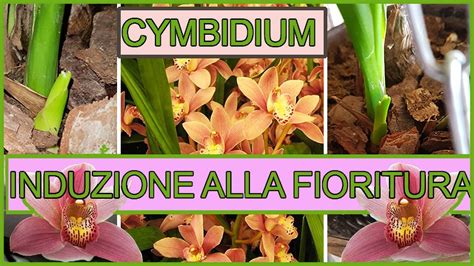 Come Far Fiorire Un Orchidea Recupero Orchidea Cymbidium Part 2 YouTube