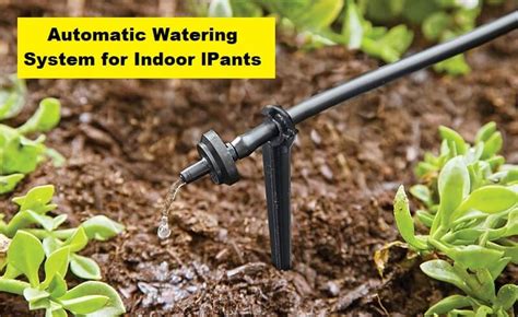 Top Indoor Plant Watering Systems