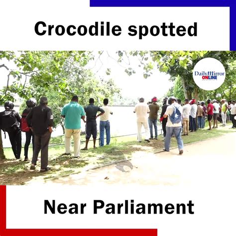 Dailymirror On Twitter A Massive Crocodile Was Spotted Lounging Near