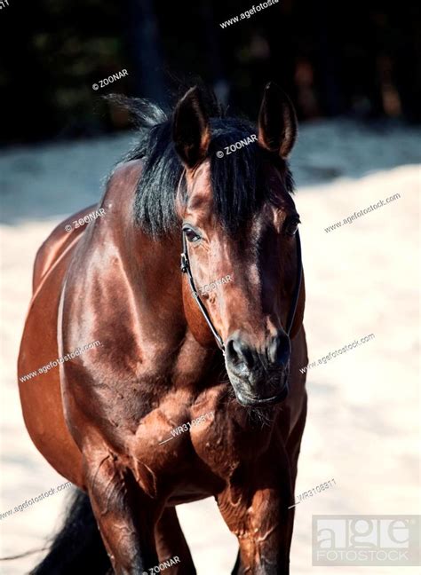 Beautiful breed horse in the desert, Stock Photo, Picture And Royalty Free Image. Pic. WR3108311 ...