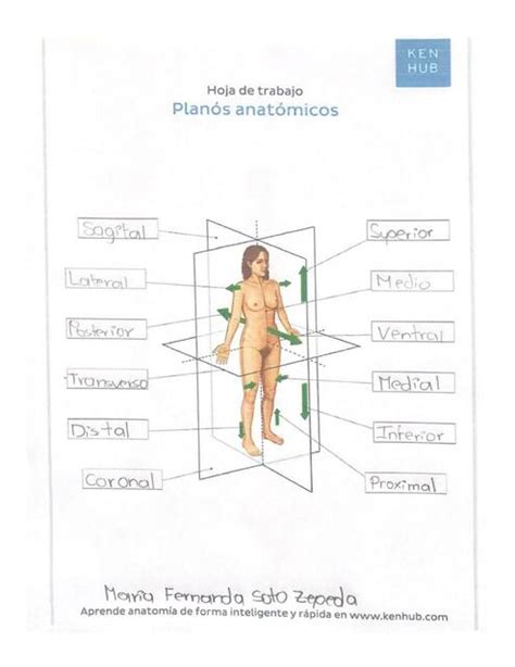 Planos Anatómicos Fernanda Soto uDocz