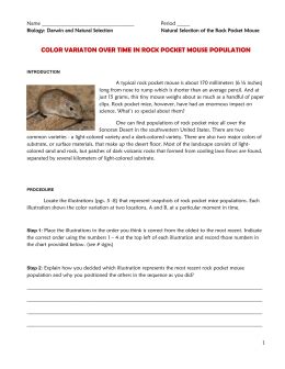 Natural Selection and the Rock Pocket Mouse HHMI Biointeractive