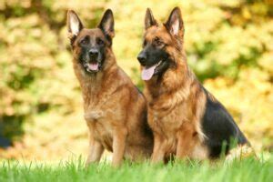 German Shepherd Ears Guide Position Stages