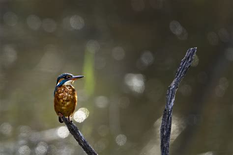 Blauet Reserva Natural De Sebes Josep M Duran Visiedo Flickr