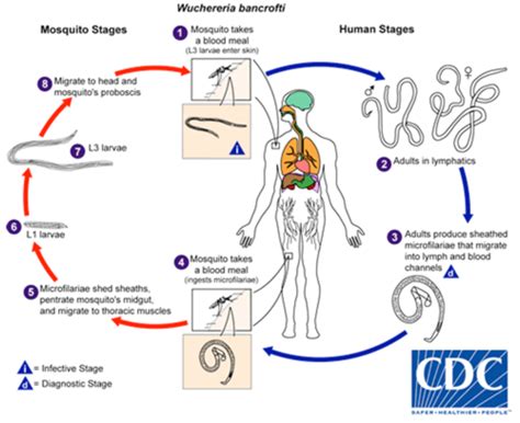 Exam Parasitology Flashcards Quizlet