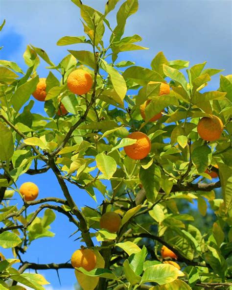 Mandarinas Beneficios Y Propiedades Ya Se Comer